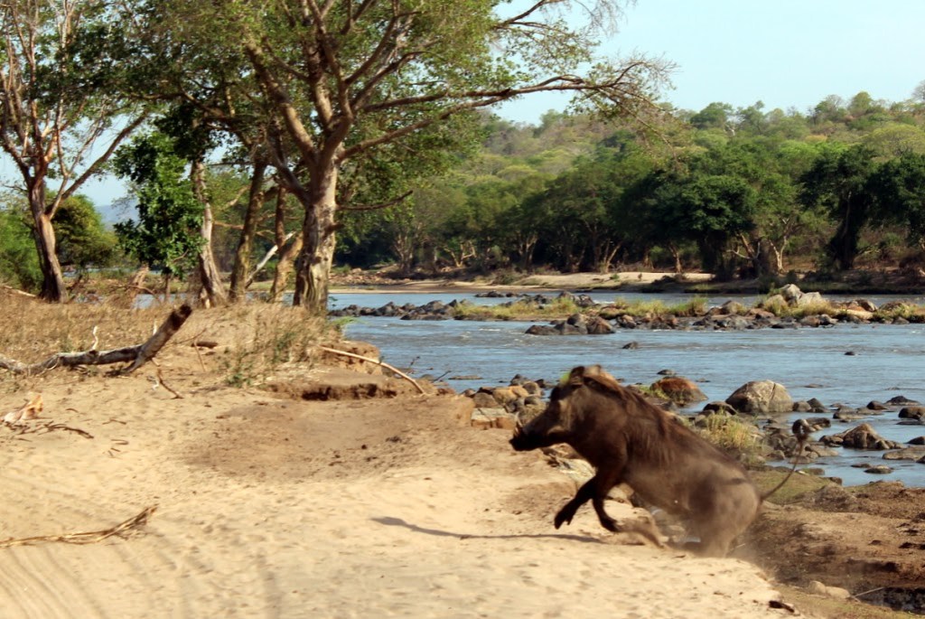 2015-11-majete252520374