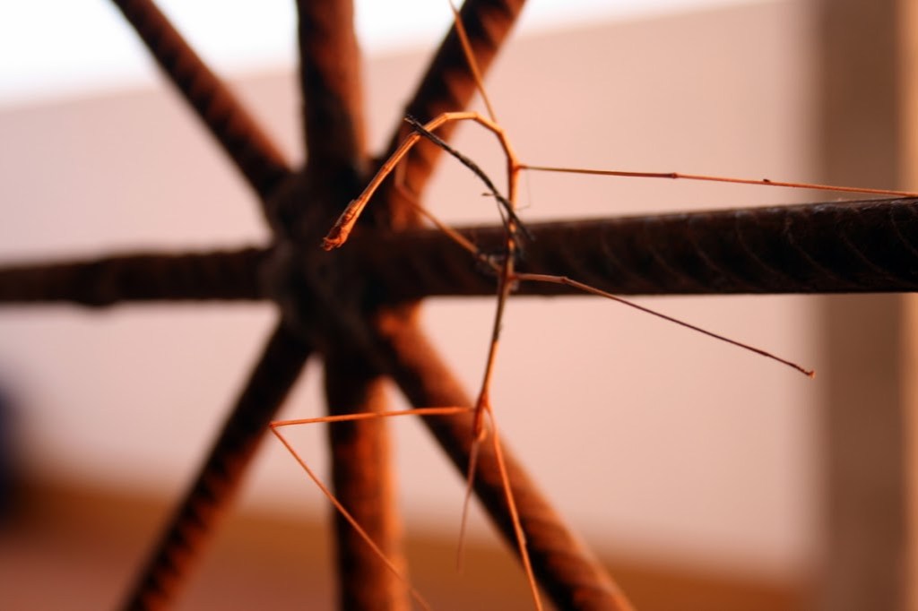 2008-08-walking252520stick252520019