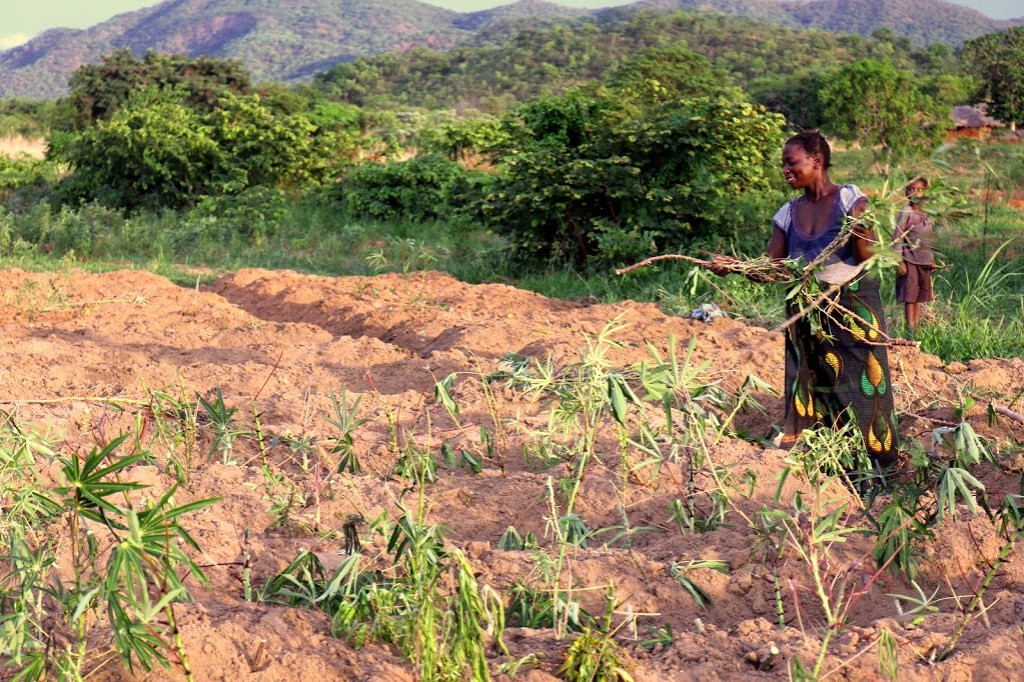 2016-01-cobue25252025252855252529