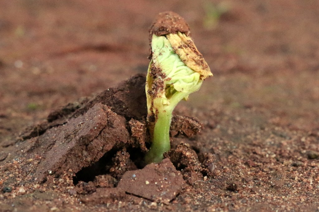 2016-01-lichinga252520252528246252529