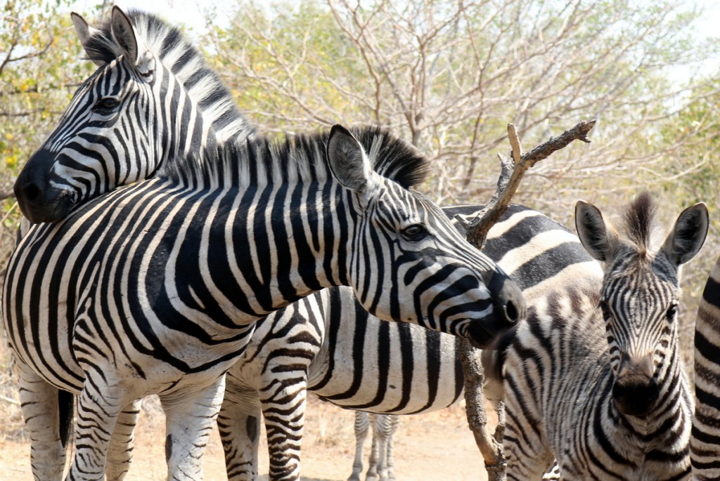 2016-08-Malawi (362)-001.JPG