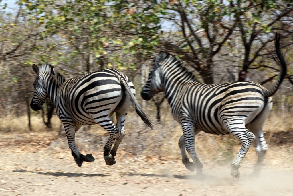 2016-08-Malawi (485)-001.JPG