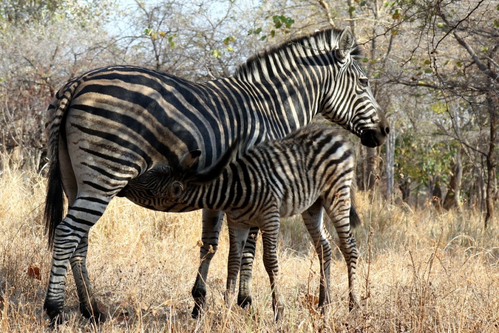 2016-08-Malawi (772)-001.JPG