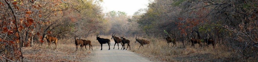 2016-08-Malawi (863)-001.JPG