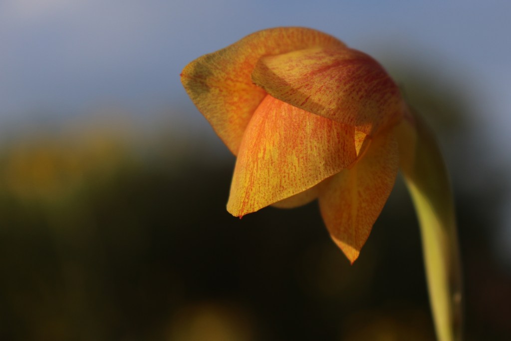 2017-01-lichinga-152