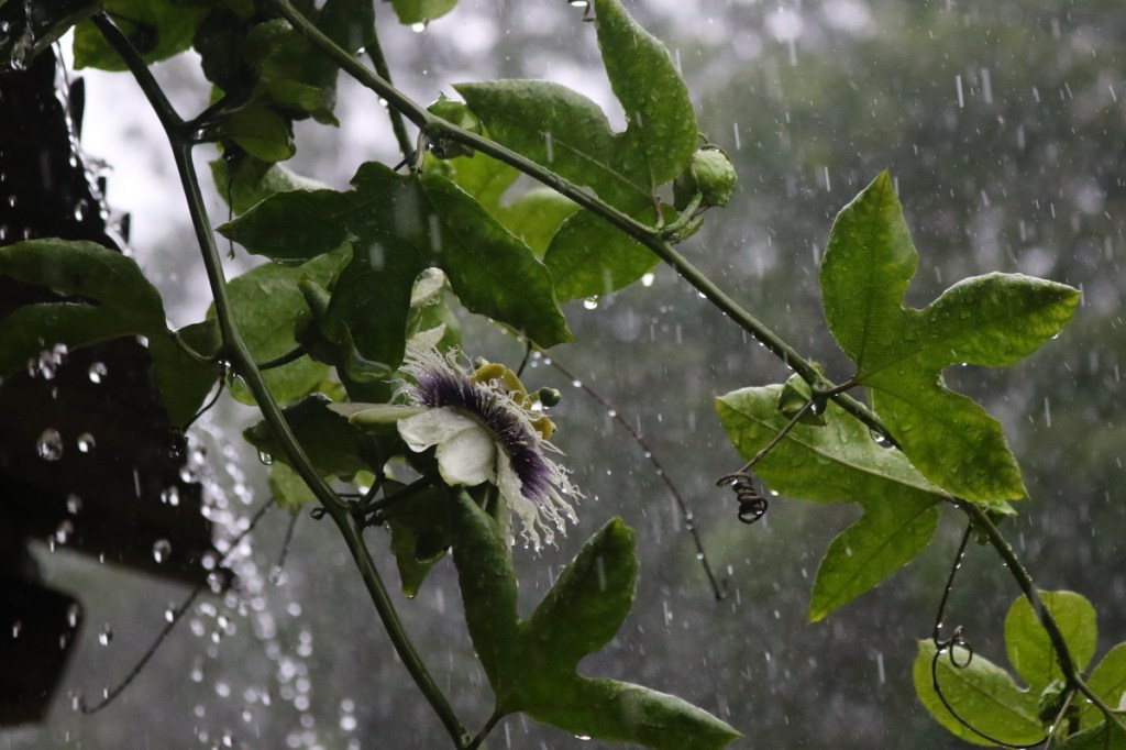 2017-02-Lichinga (535).JPG