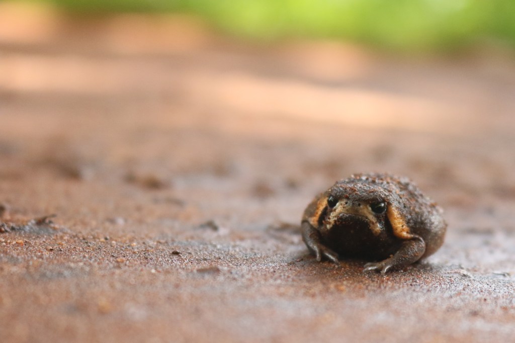 2017-02-lichinga-556-001