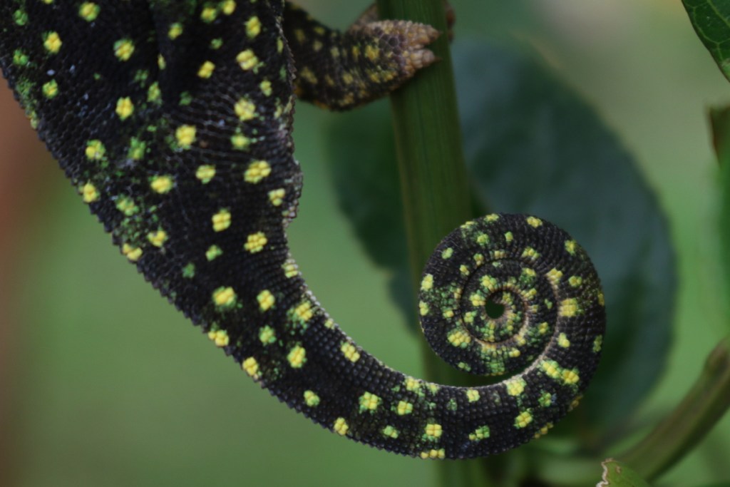 2017-01-Chameleon (573)