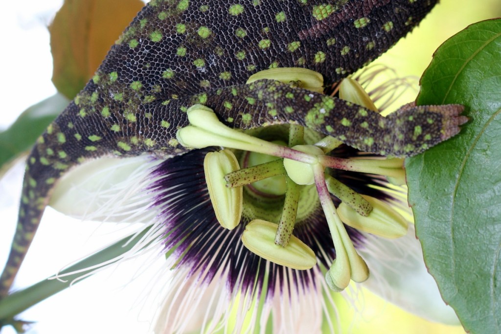 2017-01-Chameleon (917)